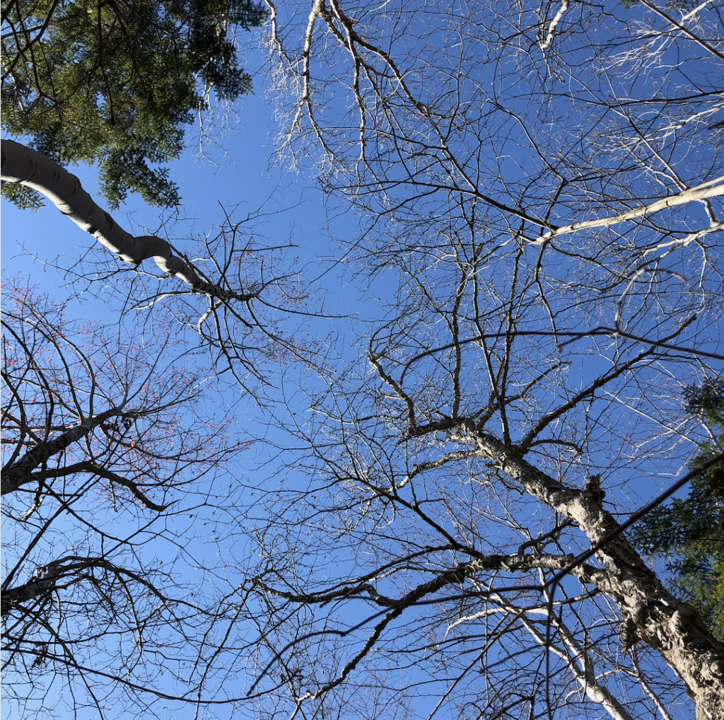 A blue sky seen through bare trees