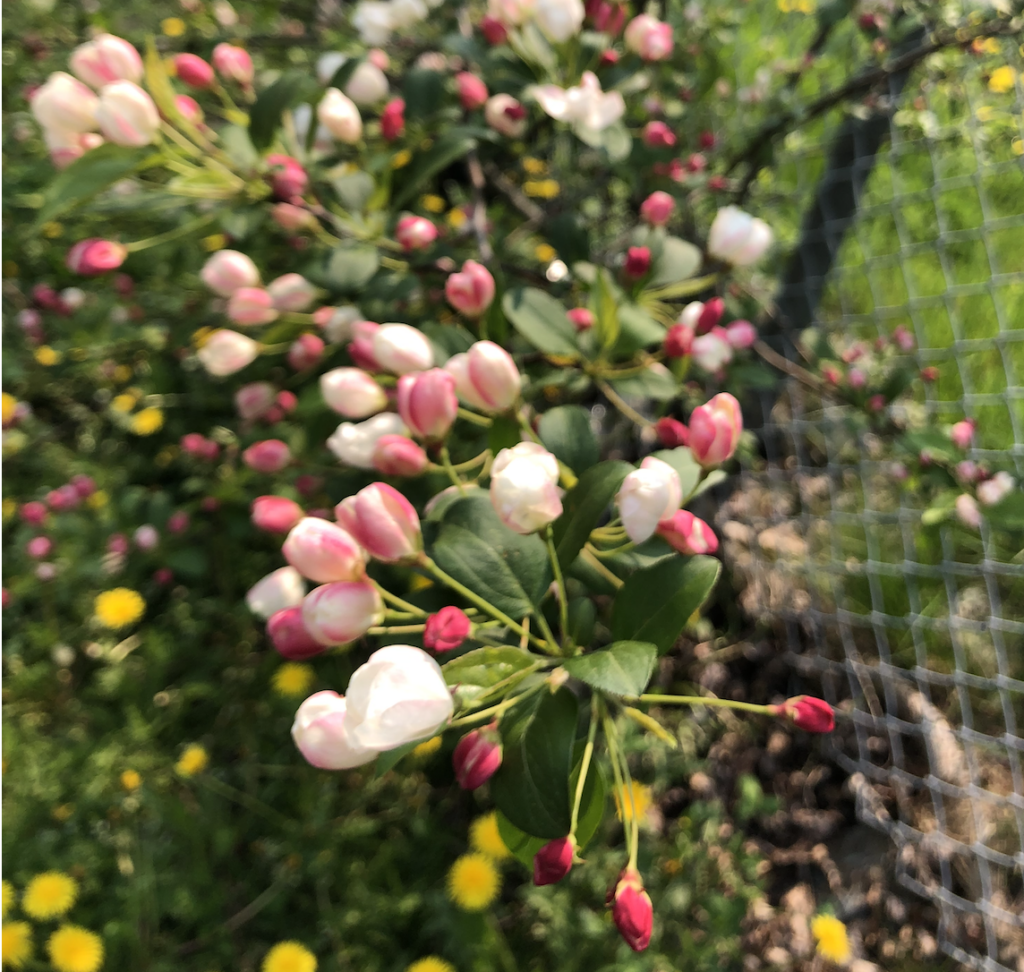 Apple blossoms
